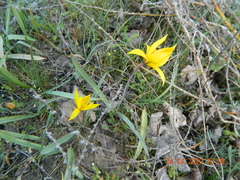 Tulipa sylvestris australis