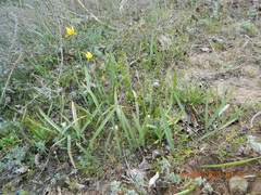 Tulipa sylvestris australis