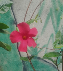 Mandevilla sanderi