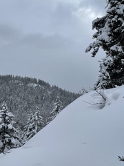 Pseudotsuga menziesii