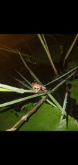 Hyperolius marmoratus taeniatus