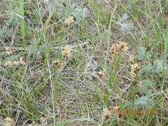 Carex stenophylla