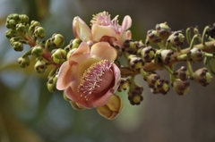 Couroupita guianensis