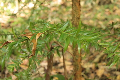 Araucaria bidwillii