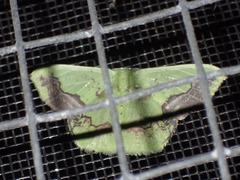 Phrudocentra janeira