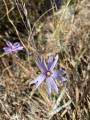 Pinguicula planifolia