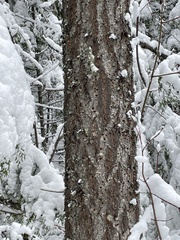 Pseudotsuga menziesii