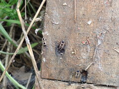 Xanthochilus saturnius