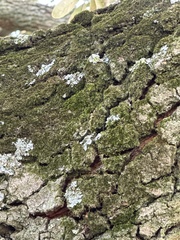 Physcia millegrana