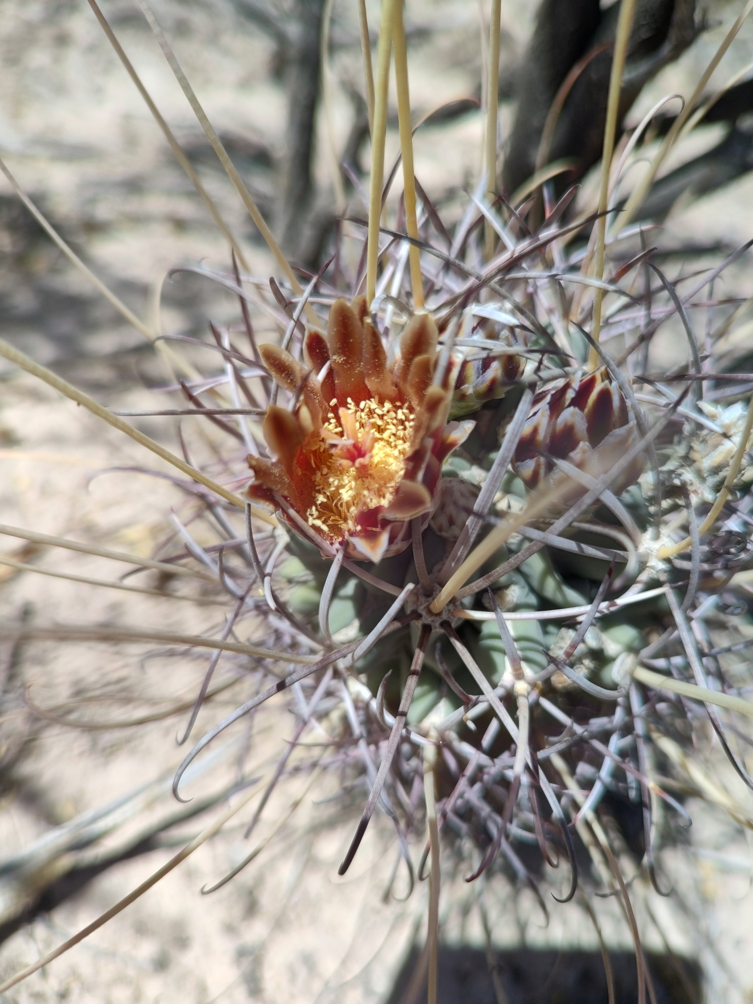Cactus Plant 20 Seeds - Sclerocactus Uncinatus (Rare Cactus Species)  Christmas Cactus Seeds