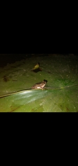 Hyperolius marmoratus taeniatus