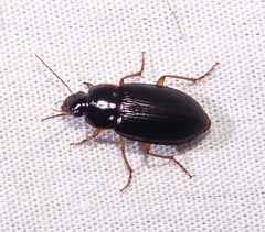 Notiobia