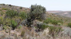 Olea europaea cuspidata