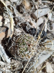 Echinofossulocactus dichroacanthus