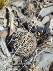 Echinofossulocactus dichroacanthus