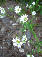 Cerastium davuricum