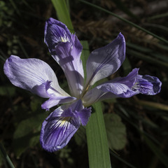 Iris douglasiana