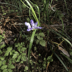 Iris douglasiana