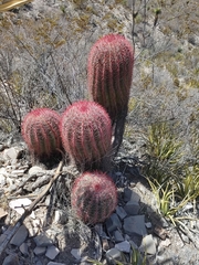 Ferocactus pilosus