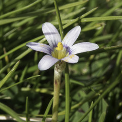 Romulea minutiflora