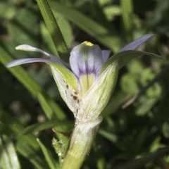Romulea minutiflora