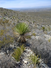 Yucca carnerosana