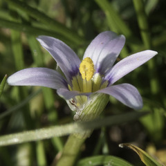 Romulea minutiflora