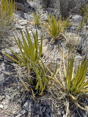 Agave lechuguilla