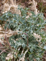 Argemone munita