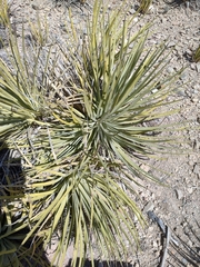 Agave striata