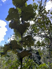 Coccoloba rugosa