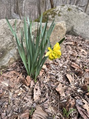 Narcissus