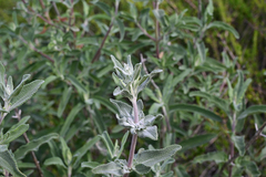 Salvia leucophylla