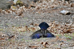 Quiscalus quiscula stonei