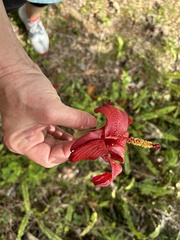 Hibiscus elatus
