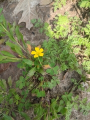 Oxalis dillenii