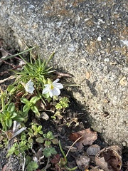 Viola arvensis