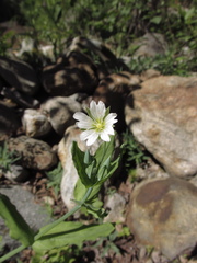Cerastium davuricum