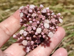 Pluchea carolinensis