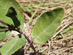 Pluchea carolinensis