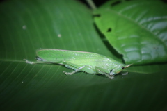 Copiphorini