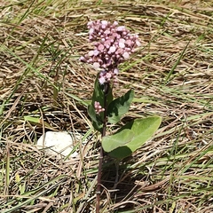 Pluchea carolinensis