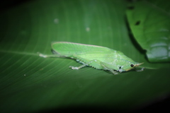 Copiphorini
