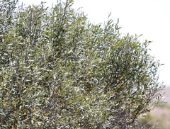 Olea europaea cuspidata