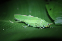 Copiphorini