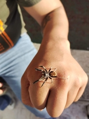 Lycosa erythrognatha