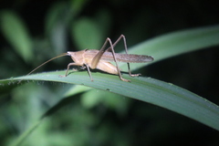 Neoconocephalus