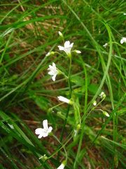 Cerastium pauciflorum