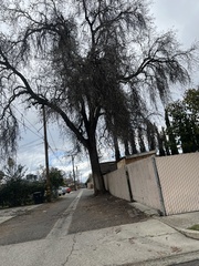 Quercus lobata