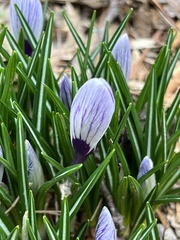 Crocus vernus